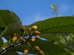 Vismia japurensis