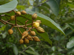 Vismia japurensis
