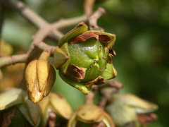 Vismia japurensis