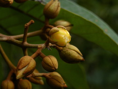 Vismia japurensis