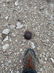 Echinomastus johnsonii