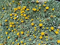 Senecio algens
