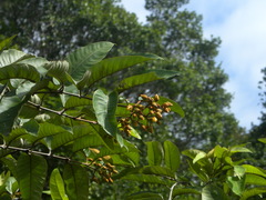 Vismia japurensis