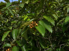 Vismia japurensis