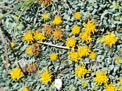 Senecio algens