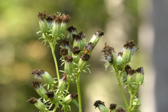 Hasteola suaveolens