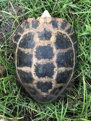 Indotestudo elongata