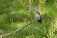 Oreotrochilus leucopleurus