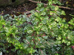 Iresine diffusa herbstii