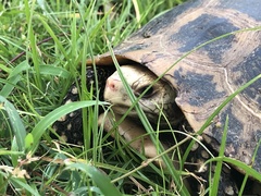 Indotestudo elongata