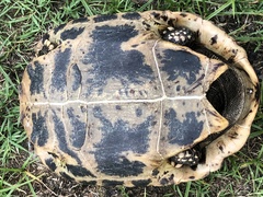 Indotestudo elongata
