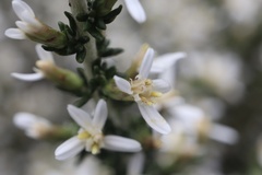 Olearia algida