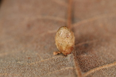 Macrodiplosis majalis