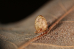 Macrodiplosis majalis