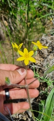Hypoxis villosa