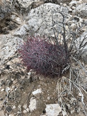 Echinomastus johnsonii