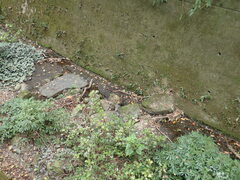 Iresine diffusa herbstii