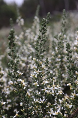 Olearia algida