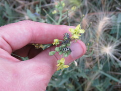 Astylus atromaculatus