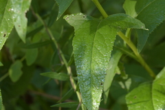 Hasteola suaveolens