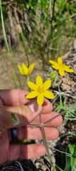 Hypoxis villosa