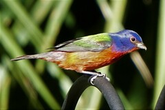 Passerina ciris ciris