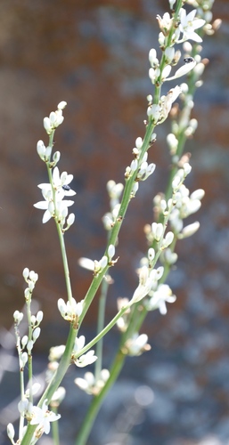 Image of Chlorophytum krookianum by (c) Tony Rebelo, some rights reserved (CC BY-SA)