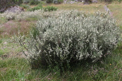 Olearia algida