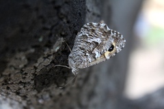 Hipparchia aristaeus