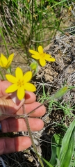 Hypoxis villosa