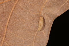 Macrodiplosis majalis