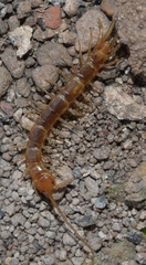 Lithobius pyrenaicus