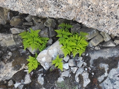 Gymnocarpium jessoense