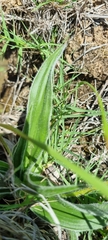 Hypoxis villosa