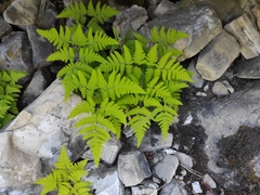 Gymnocarpium jessoense