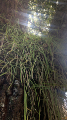 Rhipsalis