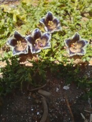 Jaborosa laciniata