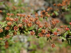 Spiraea prunifolia pseudoprunifolia