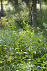 Hasteola suaveolens