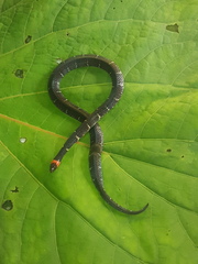 Atractus clarki