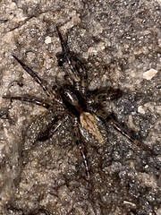 Allocosa absoluta