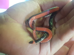 Atractus clarki