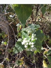 Ageratina petiolaris
