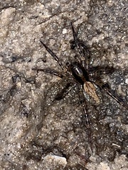Allocosa absoluta
