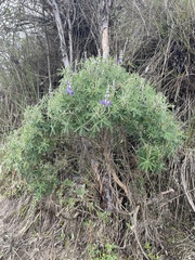 Lupinus pubescens