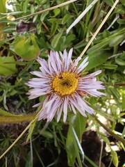 Erigeron andicola