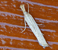 Agriphila plumbifimbriellus