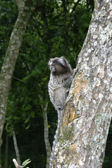 Callithrix jacchus × penicillata