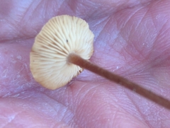 Rhizomarasmius