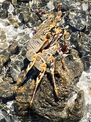 Grapsus
